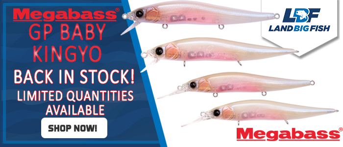 Megabass-color-GP-Baby-Kingyo-Back-In-Stock-071025.jpg