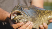 Video: Great Lakes Finesse Flat Cat