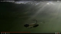 Fish Head Spin Video