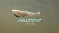Z-Man Mulletron Swimbait Video