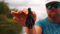 Congo Craw