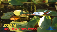 Zoom Bait Hollow Body Frog Video